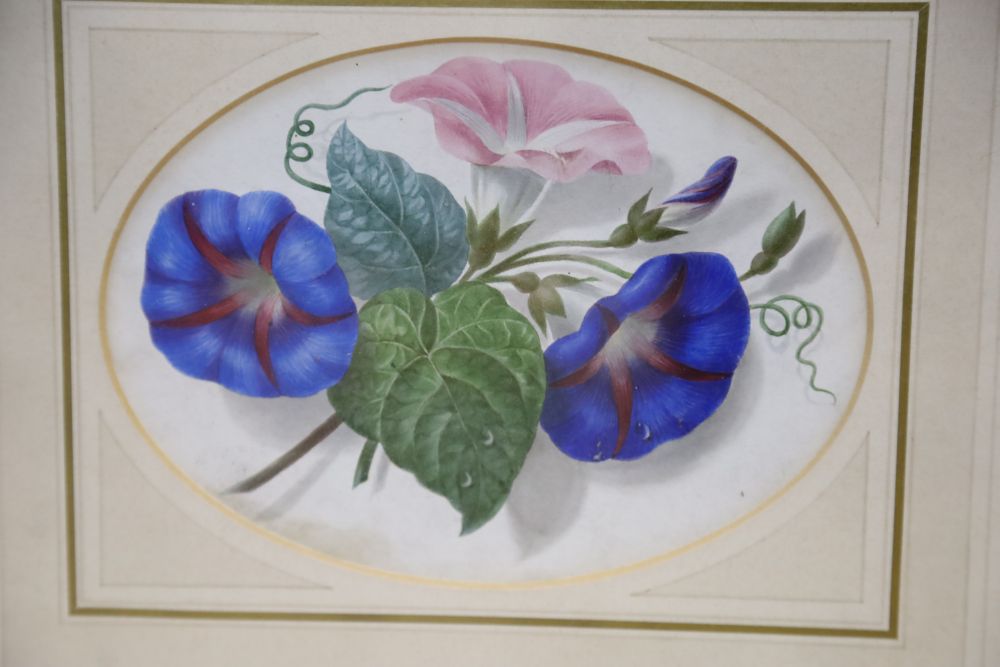 Attributed to Edward Price (1800-1885), pencil drawing, Abbey Ruins, 18 x 15cm, a Victorian watercolour of Convolvulus flowers and two